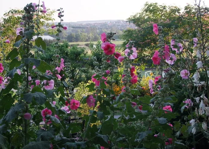 Andrea Wellness Garden בית הארחה צ'רסגטומאי
